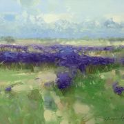 Field of Lavenders