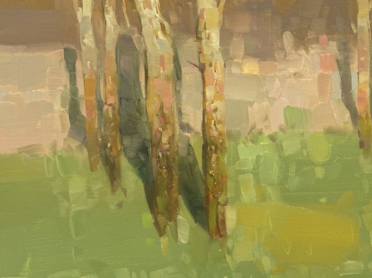 Birches Trees